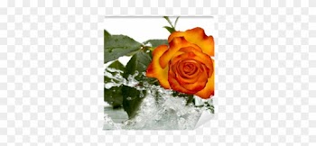 Garden Roses