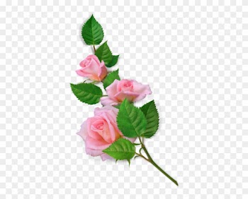 Изображение Для Плейкаста - Garden Roses