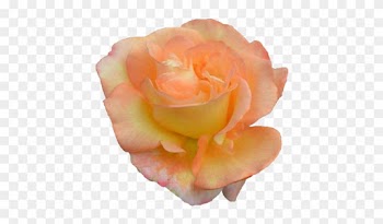 Garden Roses