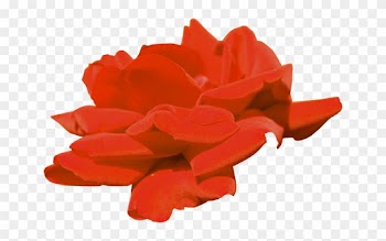 Garden Roses 2403 2404 Flower Clip Art - Garden Roses