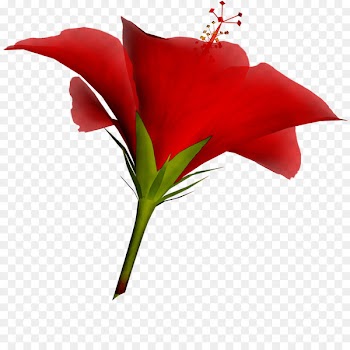 Garden roses Amaryllis Cut flowers Jersey lily -  