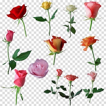 Garden roses Beach rose Centifolia roses Flower, Free buckle,,Rose transparent background PNG clipart