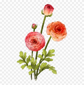 Garden Roses Beach Rose Centifolia Roses Flower Gouache - Garden Roses