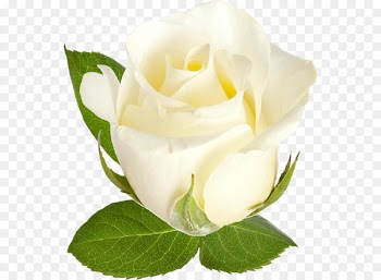 Garden roses Beach rose Centifolia roses Flower - White roses 