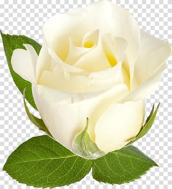 Garden roses Beach rose Centifolia roses Flower, White roses transparent background PNG clipart