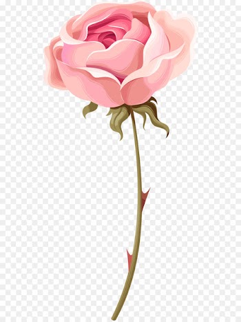 Garden roses Beach rose Centifolia roses Pink - Hand painted watercolor pink roses 