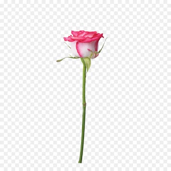 Garden roses Beach rose Centifolia roses Pink - Pink lace white rose with branches 