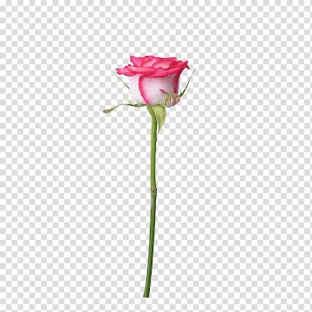 Garden roses Beach rose Centifolia roses Pink, Pink lace white rose with branches transparent background PNG clipart