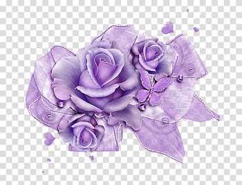 Garden roses Beach rose Centifolia roses Purple, Purple roses transparent background PNG clipart