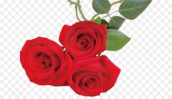 Garden roses Beach rose Centifolia roses Red Flower - Rose 