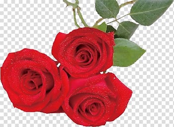 Garden roses Beach rose Centifolia roses Red Flower, Rose transparent background PNG clipart
