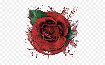 Garden roses Beach rose Centifolia roses Red - Splash Rose 
