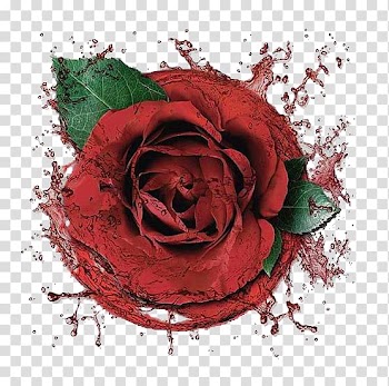 Garden roses Beach rose Centifolia roses Red, Splash Rose transparent background PNG clipart