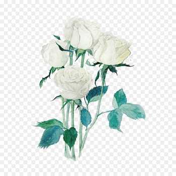 Garden roses Beach rose Centifolia roses White Watercolor painting - Free white roses to pull material 