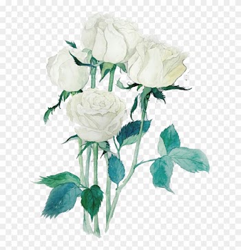 Garden Roses Beach Rose Centifolia Roses White Watercolor - Rose