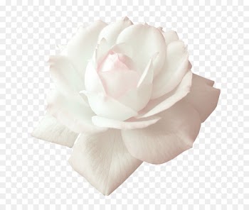 Garden roses Beach rose Centifolia roses White - White roses decorative material 