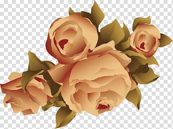Garden roses Beach rose Flower Adobe Illustrator, Yellow roses floral elements transparent background PNG clipart