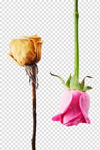 Garden roses Beach rose Flower Contrast, Roses contrast transparent background PNG clipart