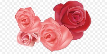 Garden roses Beach rose Flower Euclidean vector - Creative pink roses sea 