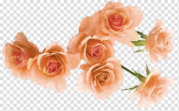 Garden roses Beach rose Flower Rosa foetida, Golden Rose branch transparent background PNG clipart