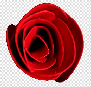 Garden roses Beach rose Flower, Rose transparent background PNG clipart