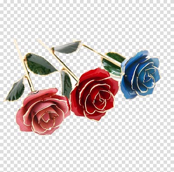 Garden roses Beach rose Flower, Roses transparent background PNG clipart