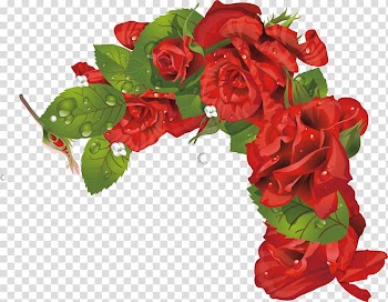 Garden roses Beach rose frame , Beautiful roses sea transparent background PNG clipart