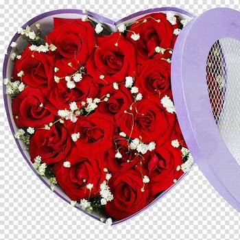 Garden roses Beach rose Gift Nosegay, Red Roses Gift transparent background PNG clipart