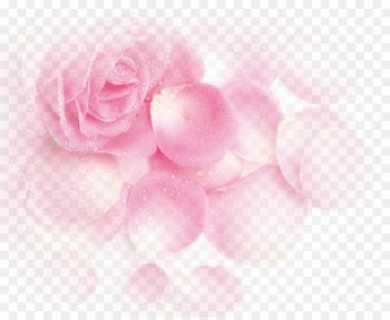 Garden roses Beach rose Pink Petal - Pink Dream Rose Flower Petals 