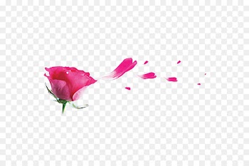 Garden roses Beach rose Pink Petal - Rose petal 