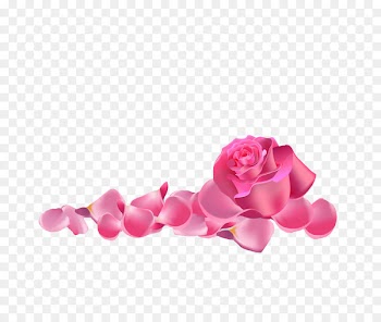 Garden roses Beach rose Pink - Pink rose 