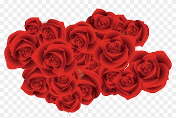 Garden Roses Beach Rose Red Flower - Corcega Spray Rose