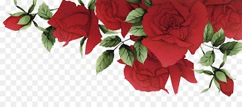 Garden roses Beach rose Red Flower - Romantic red roses border 