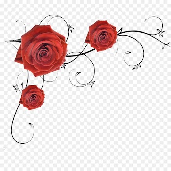 Garden roses Beach rose - rose 
