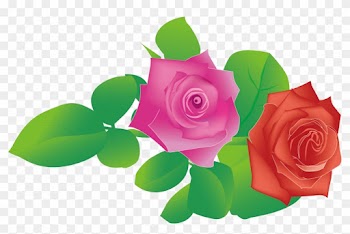 Garden Roses Beach Rose - Rose