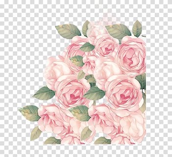 Garden roses Beach rose Watercolor painting Watercolour Flowers, design transparent background PNG clipart