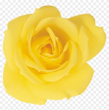 Garden Roses Beach Rose Yellow Petal - Rose