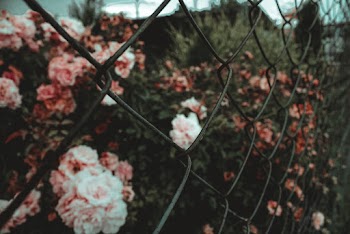 Garden Roses Behind Chain Link Fence