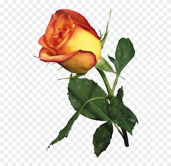 Garden Roses Best Roses Orange - Garden Roses Best Roses Orange