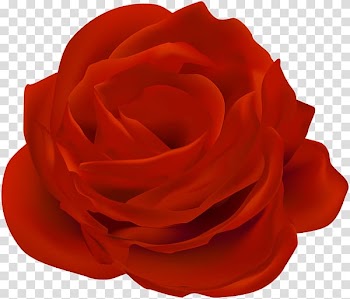 Garden roses Blue rose , Boy with rose transparent background PNG clipart