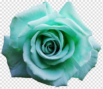 Garden roses Blue rose Cabbage rose Cut flowers, turquoise floral transparent background PNG clipart