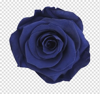 Garden roses Blue rose Color, rose transparent background PNG clipart