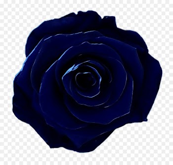 Garden Roses, Blue Rose, Floribunda, Flower, Rose PNG