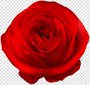 Garden roses Blue rose , Red Rose transparent background PNG clipart