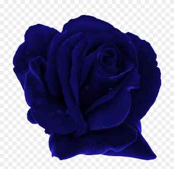Garden Roses Blue Rose Rosaceae Dew - Rose Family