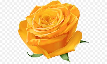 Garden roses Blue rose Yellow Floribunda - orange 