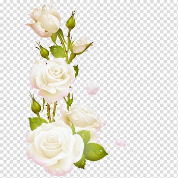 Garden roses Borders and Frames Frames , flores blancas transparent background PNG clipart