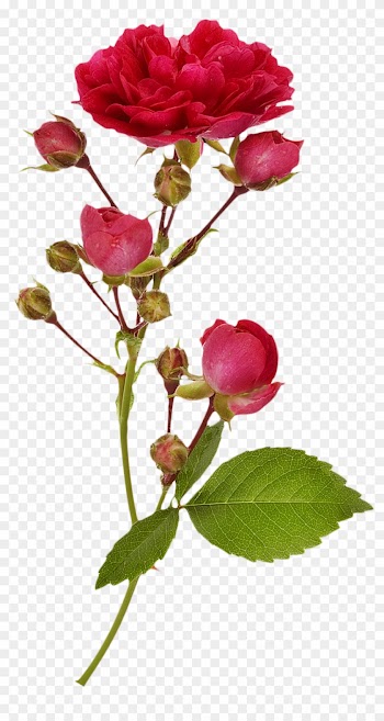 Garden Roses Branch Flower Photography - Rose Branches