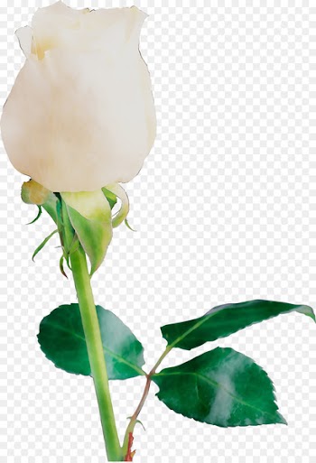 Garden roses Bud Cut flowers Plant stem -  