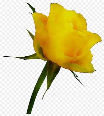 Garden roses Bud Cut flowers Plant stem -  